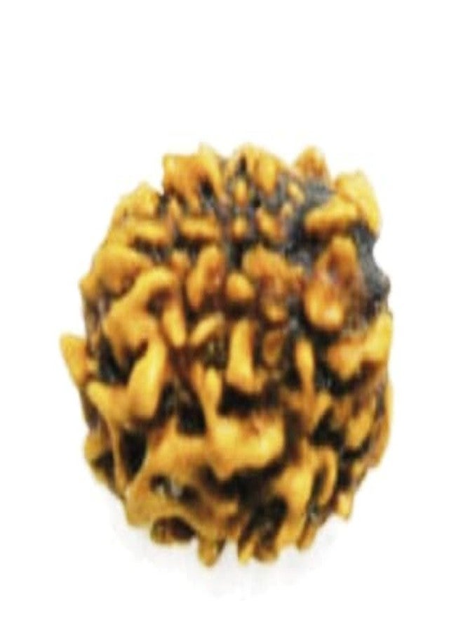 UROOH Original & Natural 3 Mukhi | Three Face Rudraksha Bead (1 Pc) - Image 1