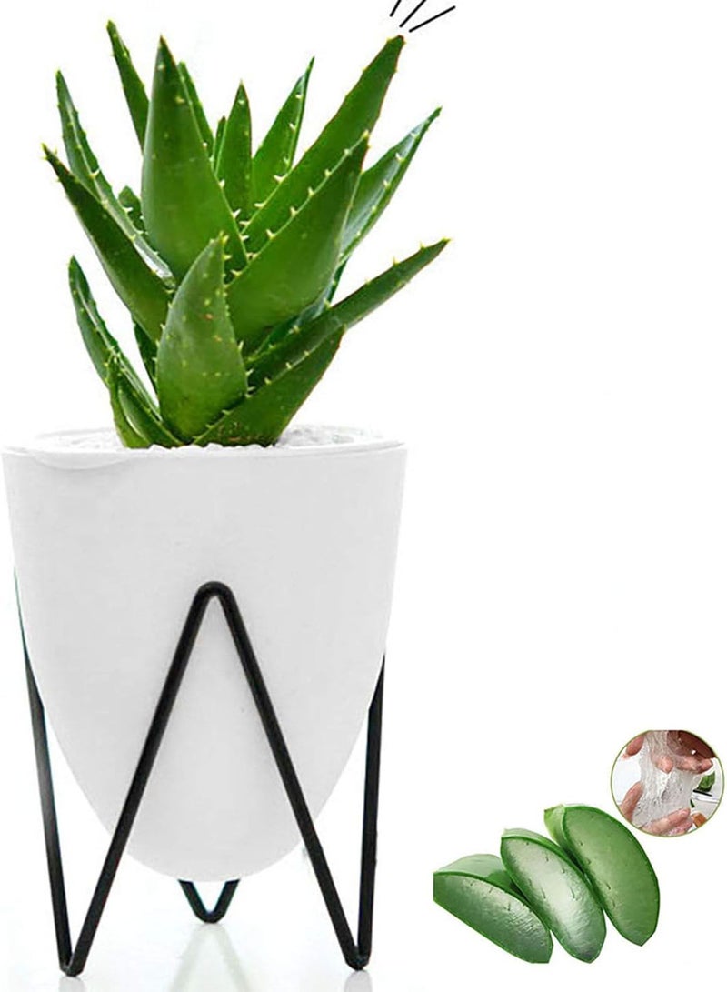 GGOOT 100pcs Aloe Seeds Natural Viable Green Portable Plant Seeds for Home - Aloe Seeds - Flower Seeds Vegetable Seeds Fruit Seeds Garden Plant Seeds  - Image 1
