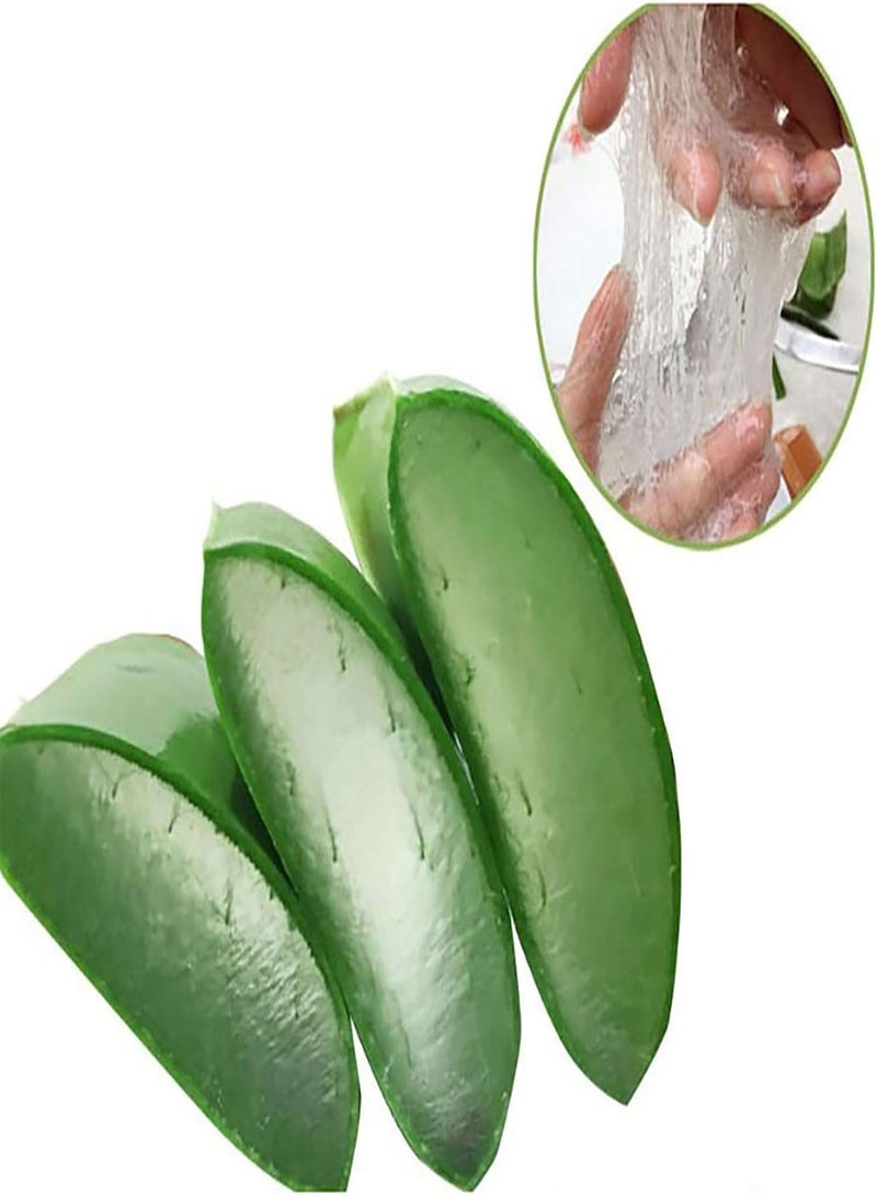 GGOOT 100pcs Aloe Seeds Natural Viable Green Portable Plant Seeds for Home - Aloe Seeds - Flower Seeds Vegetable Seeds Fruit Seeds Garden Plant Seeds  - Image 4