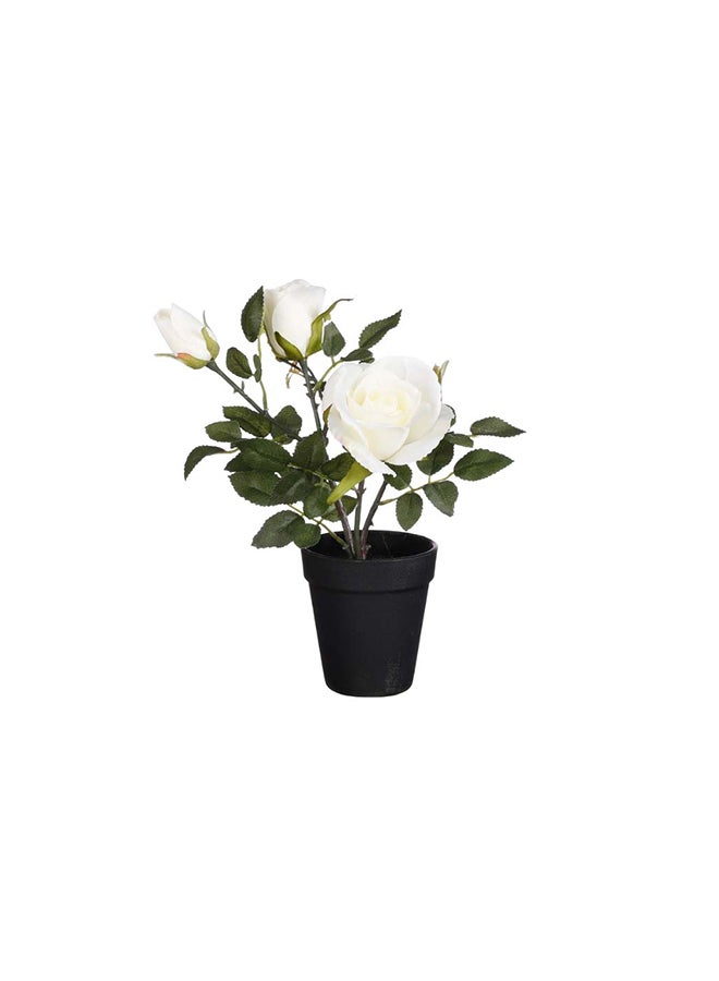 Suncoast Rose In Pot-Dark Pink 
