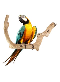 CHEWY BEAK Wooden Parrot Perch Stick for Large Birds & Parrots suitable for all bird cages  - Image 1