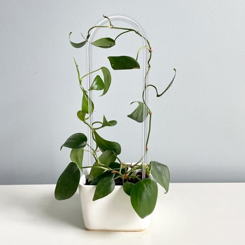 JETTIFY 2 Pack U-Shaped Clear Acrylic Trellis for Indoor Plants, Small Plant Trellis for Potted Plants Climbing Plants, Plant Support Hoya Trellis for Vine Ivy Hoya Indoor Outdoor - Image 5