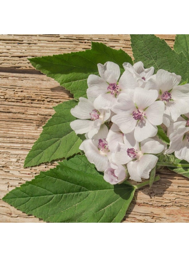 PURE ORIGINAL INGREDIENTS PURE ORIGINAL INGREDIENTS Marshmallow Root Extract (4 oz), Powder, Herbal Supplement - Image 5