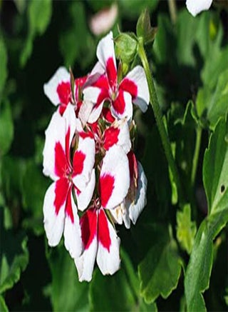 seeds Fresh 25Pcs Geranium Perennial Pelargonium Peltatum Flower Seeds for Planting White red - pzsku/ZC215382F6AF2C5D68529Z/45/1743071277/aeb61807-539e-4f5b-9d97-4a528a72649f