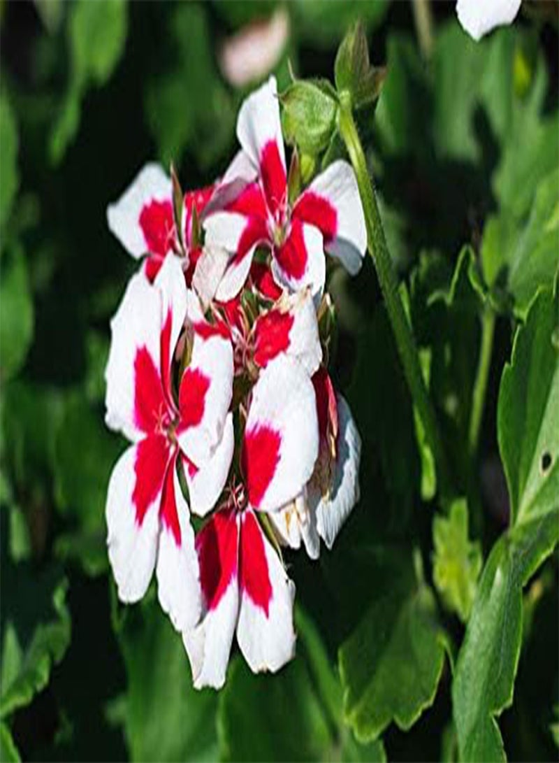 seeds Fresh 25Pcs Geranium Perennial Pelargonium Peltatum Flower Seeds for Planting White red
