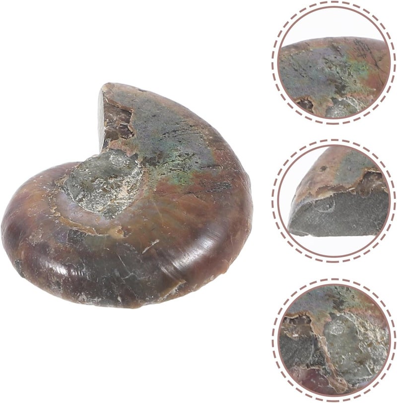 SOLUSTRE 2pcs Educational Model Specimens for Science Teaching and Collecting Shells for Boys and Girls and Enthusiasts - Image 4