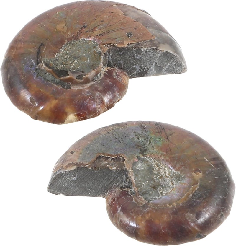 SOLUSTRE 2pcs Educational Model Specimens for Science Teaching and Collecting Shells for Boys and Girls and Enthusiasts - Image 1