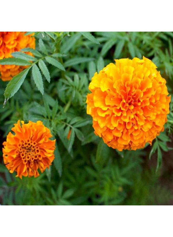 Marigold F2 Orange Dwarf Double Flower Seeds