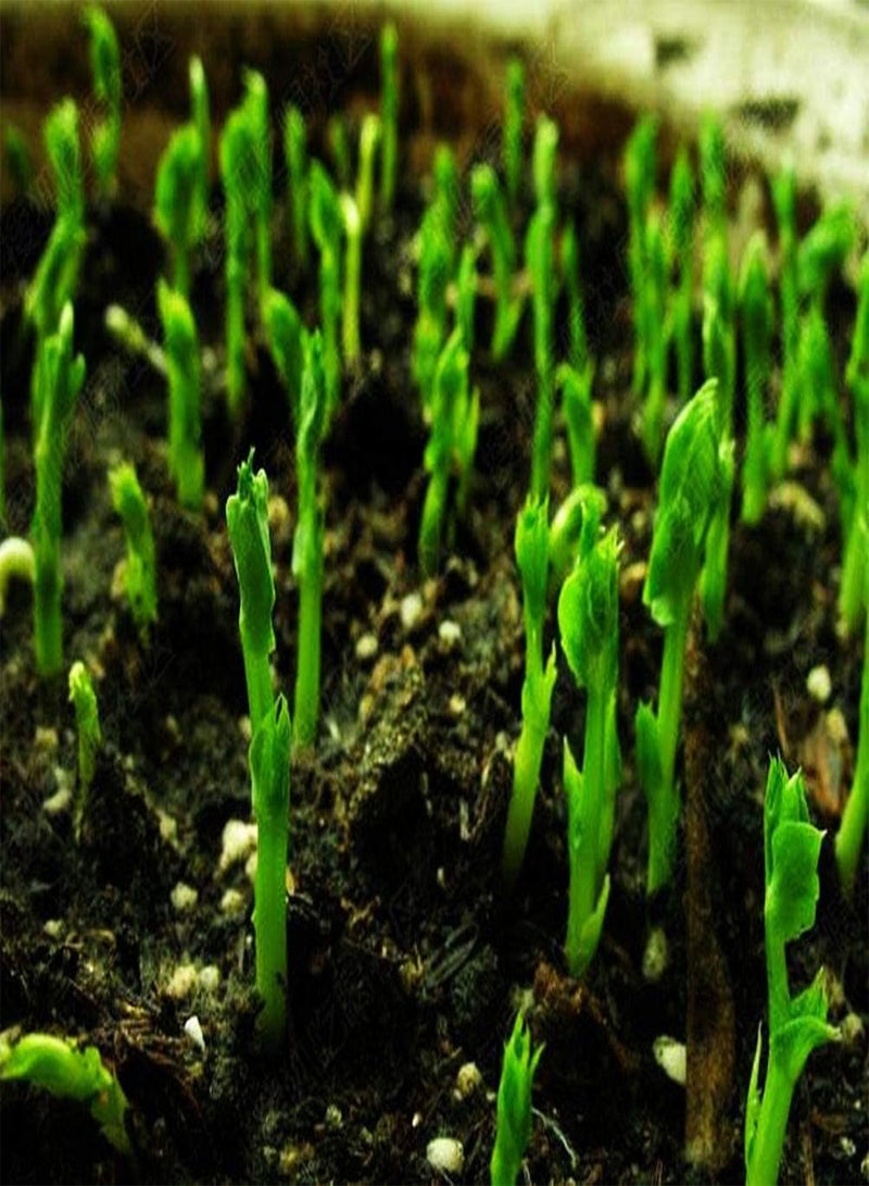 جي جوت 20 قطعة من بذور البازلاء للزراعة خارج الباب - عبوة تراثية، طبق طبخ حساء لذيذ المذاق - Image 3