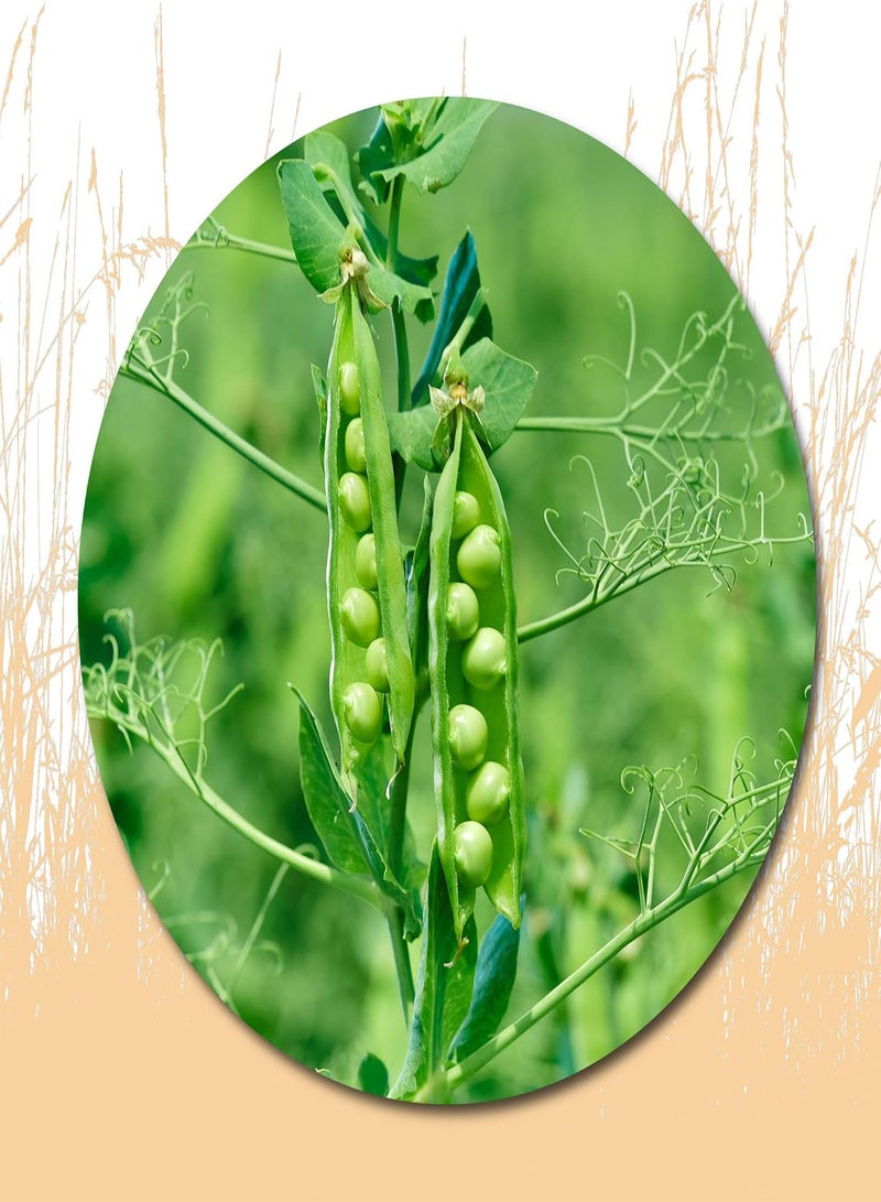 جي جوت 20 قطعة من بذور البازلاء للزراعة خارج الباب - عبوة تراثية، طبق طبخ حساء لذيذ المذاق - Image 1