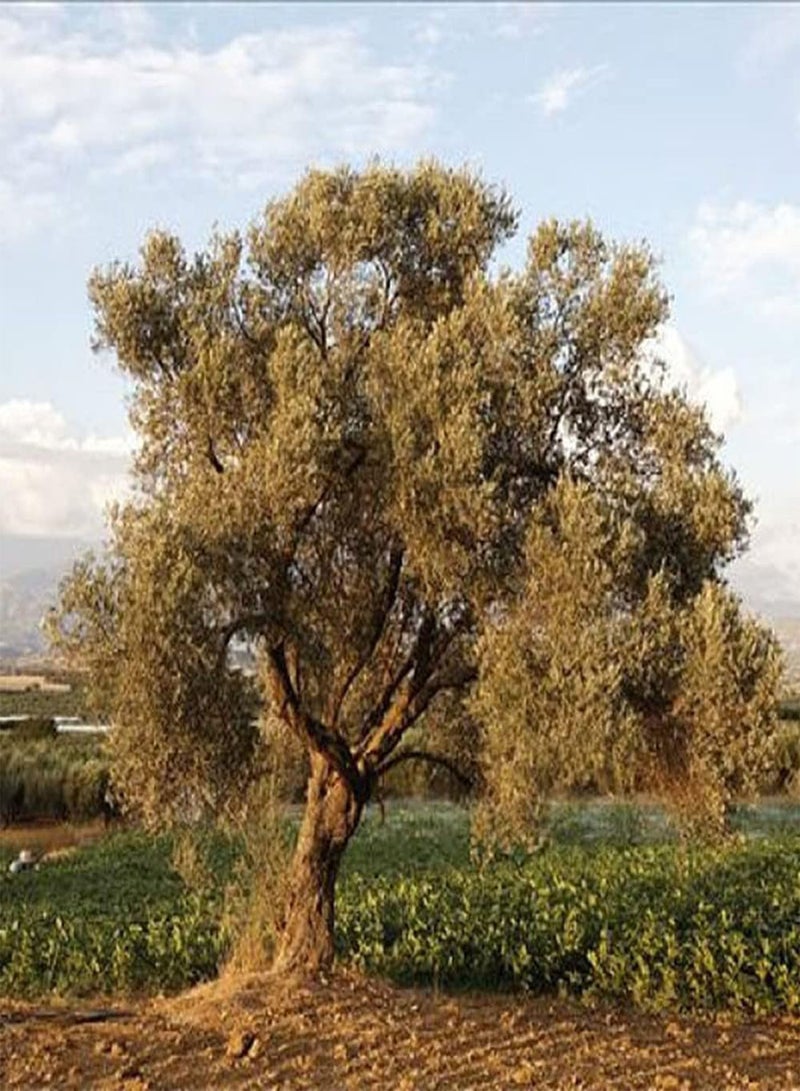 GGOOT 5Pcs Olive Seeds Straight Trunk Broad Canopy As an Ornamental Tree Add Color to Your Home Garden Bring A Sense of Accomplishment  - Image 3
