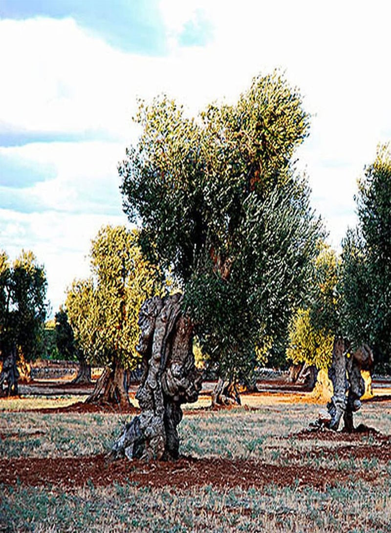 GGOOT 5Pcs Olive Seeds Straight Trunk Broad Canopy As an Ornamental Tree Add Color to Your Home Garden Bring A Sense of Accomplishment  - Image 1