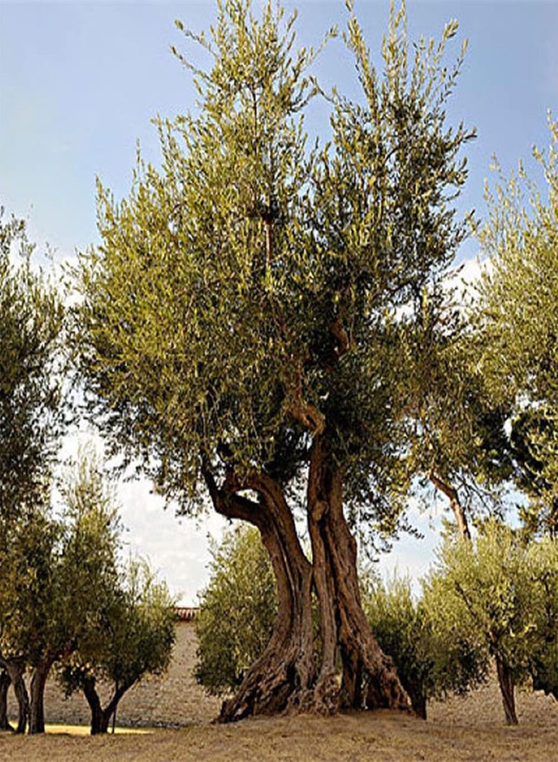 GGOOT 5Pcs Olive Seeds Straight Trunk Broad Canopy As an Ornamental Tree Add Color to Your Home Garden Bring A Sense of Accomplishment  - Image 2