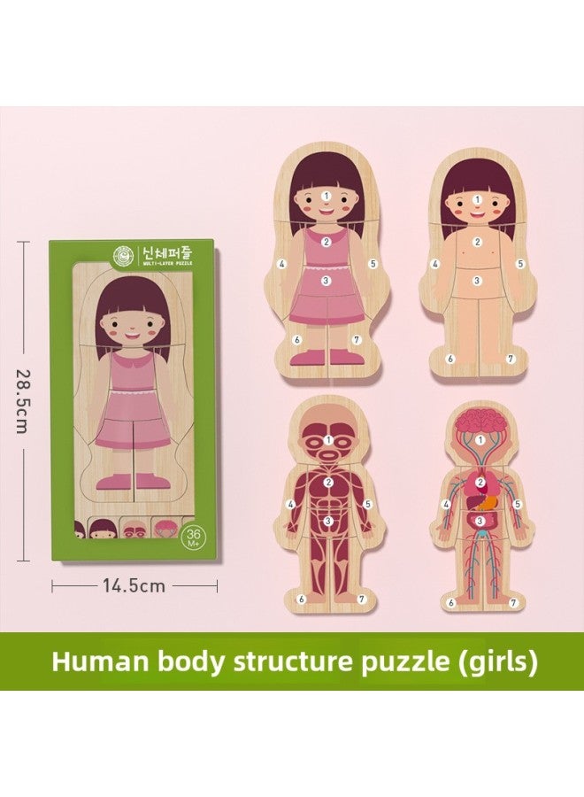 لوحة ألغاز خشبية متعددة الطبقات من GoryeoBaby للأولاد والبنات، ألغاز هيكل الجسم للأطفال، ألعاب التعليم المبكر التنوير - اللون: هيكل جسم الإنسان (فتاة) - Image 1