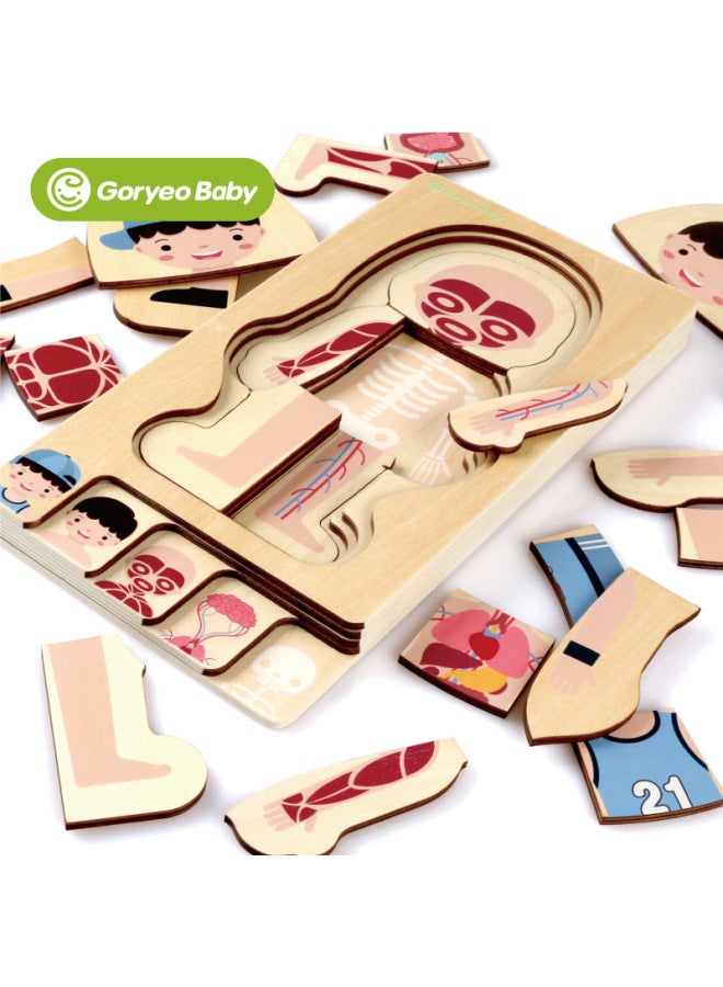 لوحة ألغاز خشبية متعددة الطبقات من GoryeoBaby للأولاد والبنات، ألغاز هيكل الجسم للأطفال، ألعاب التعليم المبكر التنوير - اللون: هيكل جسم الإنسان (فتاة) - Image 3