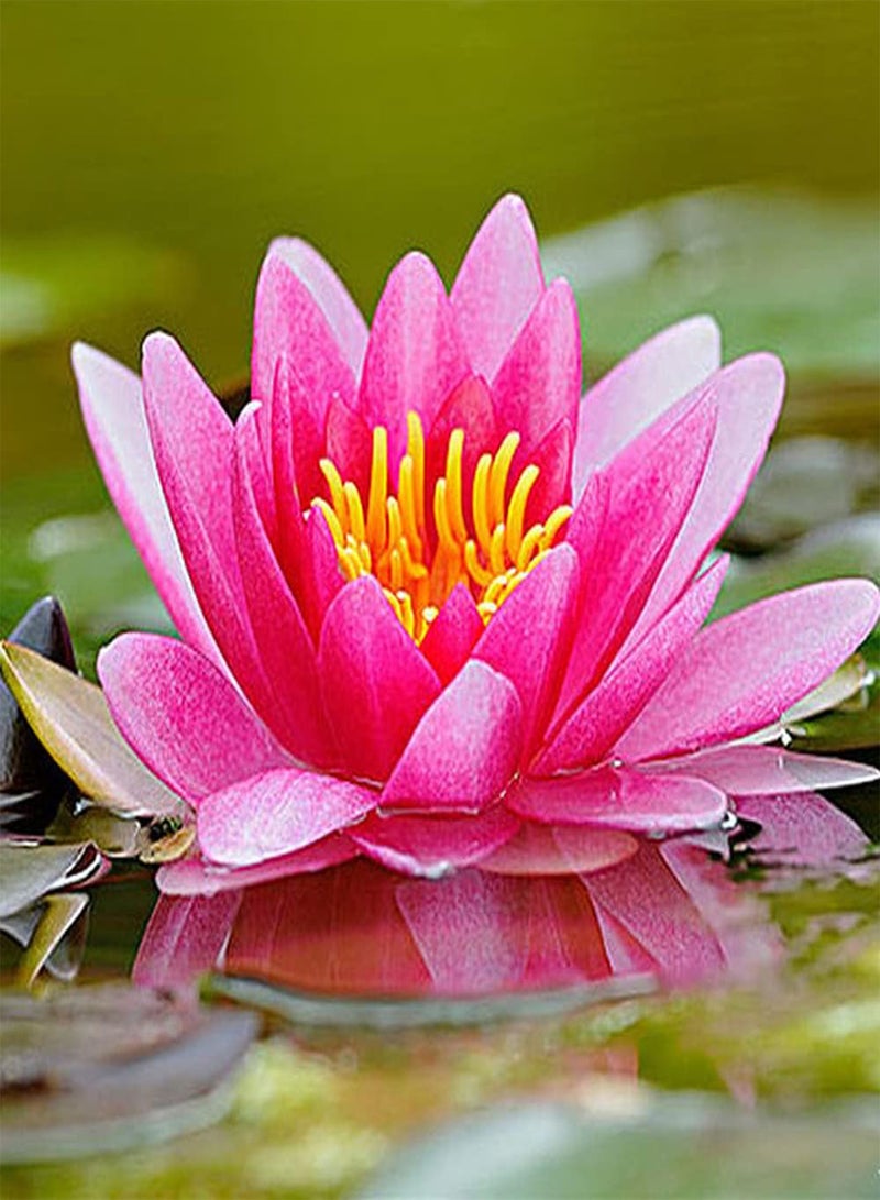 جي جوت 10 قطع من بذور اللوتس، زهور زنبق الماء الوردية الجميلة تضيء حديقتك وتضيف منظرًا طبيعيًا جميلًا إلى جمال الحديقة - Image 2