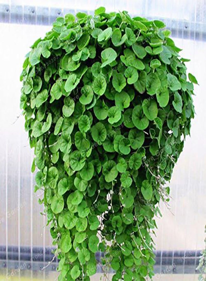 GGOOT Repens,Emerald Falls,100 Seeds~Hanging basket dense,lush ground cover! - Image 2