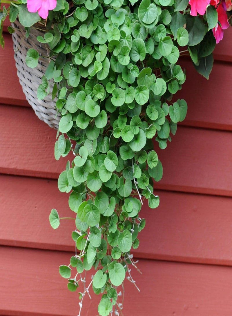 GGOOT Repens,Emerald Falls,100 Seeds~Hanging basket dense,lush ground cover! - Image 3