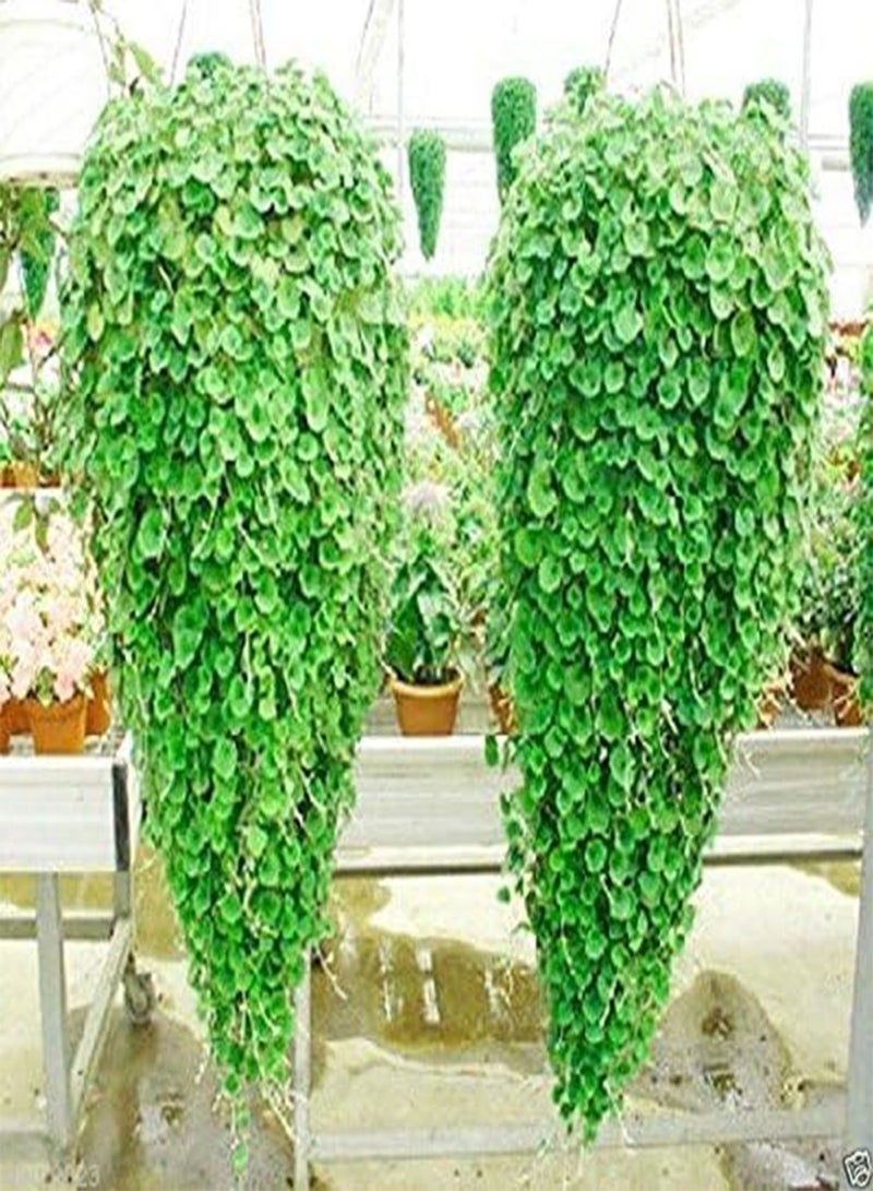 GGOOT Repens,Emerald Falls,100 Seeds~Hanging basket dense,lush ground cover! - Image 1