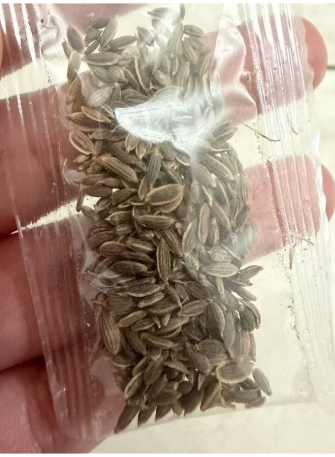 100 PCS Thyme Seeds For Home Garden Planting - Image 4