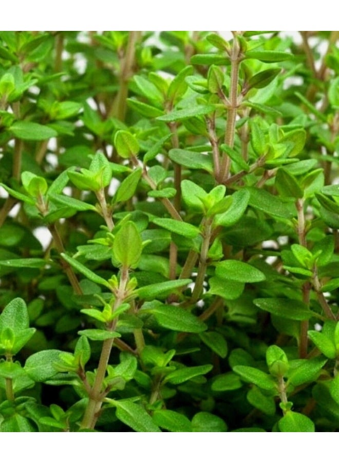 100 PCS Thyme Seeds For Home Garden Planting - Image 2