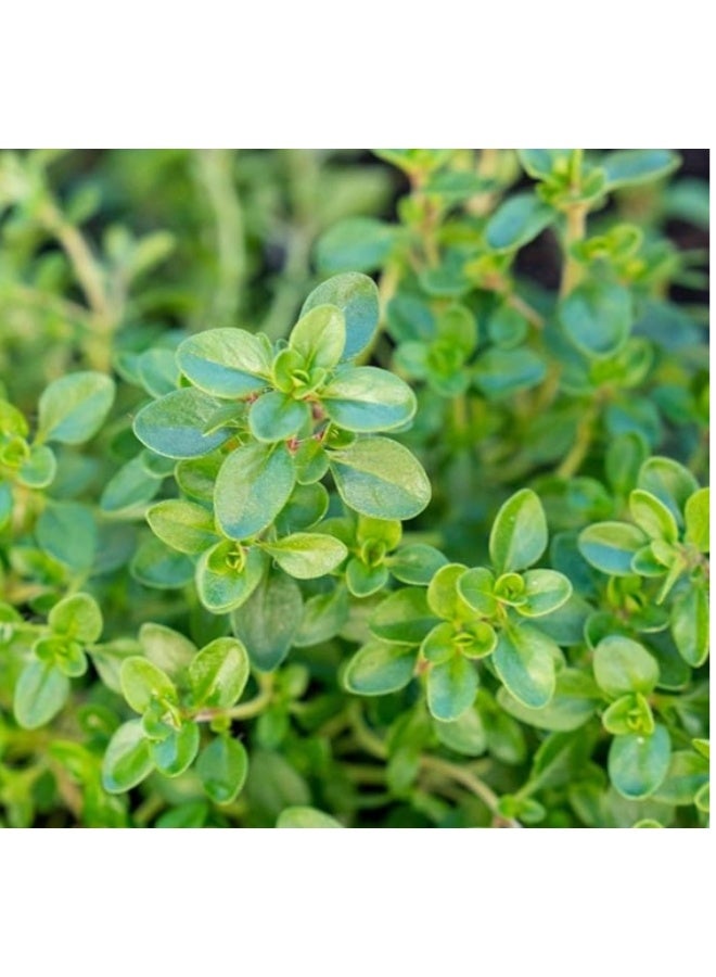 100 PCS Thyme Seeds For Home Garden Planting - Image 1