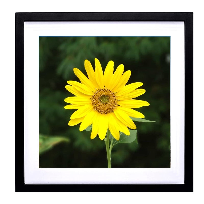 Mxtallup 12x12 Diamond Painting Picture FramesDisplay Pictures 12x12 Inch  30x30cm With Mat or 14x14 Inch35x35cm Without Mat Picture Frames Diamond Painting Photo Frames Wood Black TK003