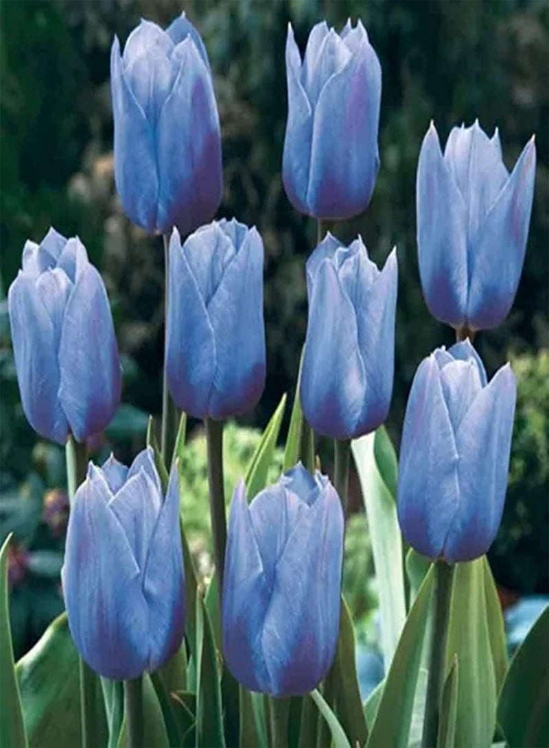 GGOOT 10pcs Blauwe Tulpen Plant Zeldzame Exotische Decoraties Creëren Verschillende Sfeer Ingemaakte Snijbloemen Genieten Van Vreugde Van Oogpcs Snijbloem - Image 1