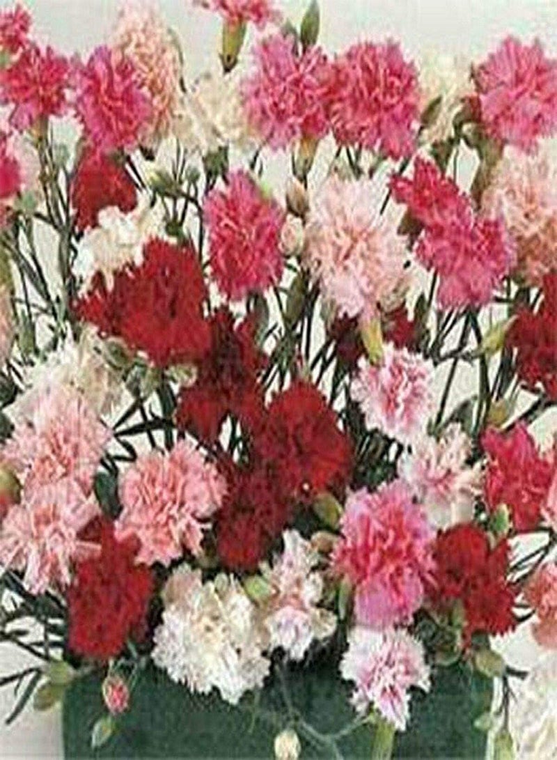 GGOOT Dianthus- Plumarius Sonata- 200 Seeds - Image 1