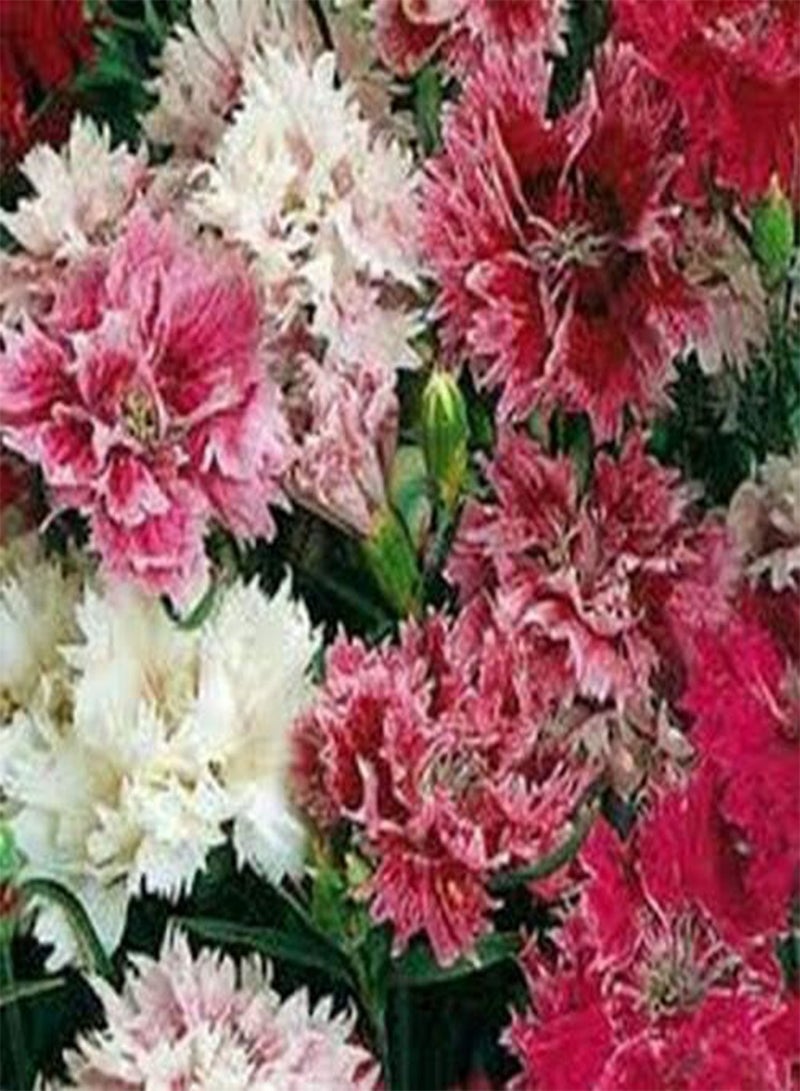 GGOOT Dianthus- Plumarius Sonata- 200 Seeds - Image 2