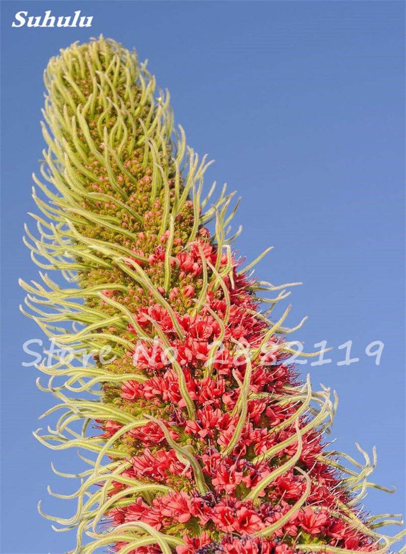 GGOOT Seeds 50 pc Charme echium vulgare Seeds Perennial Bonsai Blue athistle of The Indoor Plant Flowering Garden Plants in vase Domestic Garden 3 - Image 2