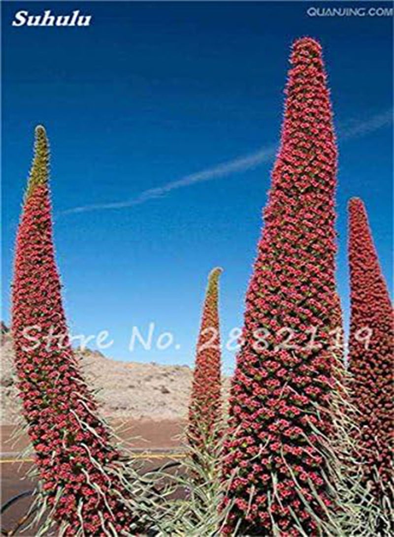 GGOOT Seeds 50 pc Charme echium vulgare Seeds Perennial Bonsai Blue athistle of The Indoor Plant Flowering Garden Plants in vase Domestic Garden 3 - Image 1