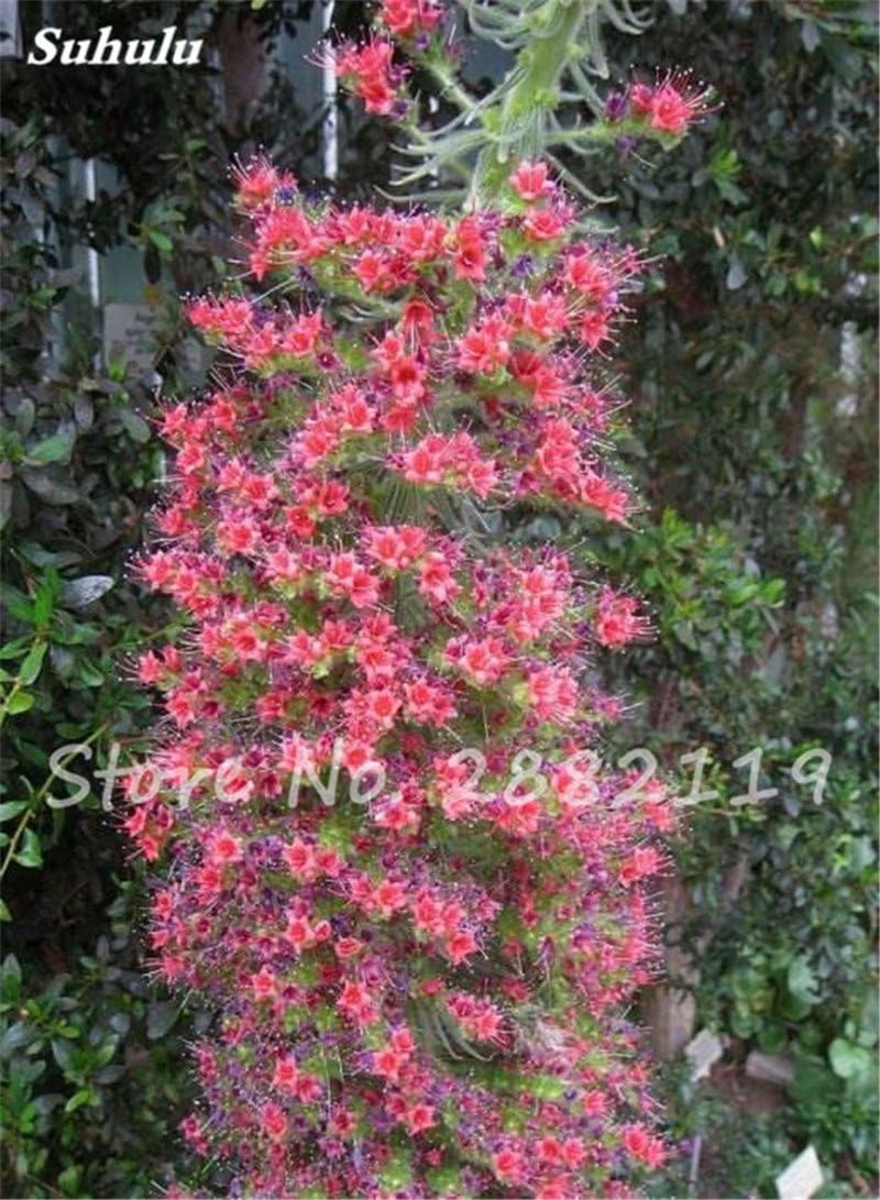 GGOOT Seeds 50 pc Charme echium vulgare Seeds Perennial Bonsai Blue athistle of The Indoor Plant Flowering Garden Plants in vase Domestic Garden 3 - Image 5