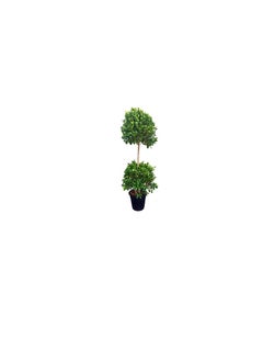 DUBAI GARDEN CENTRE Dubai Garden Centre 2 Head Ficus Panda Outdoor Plant, 250 cm Height, Green  - Image 3