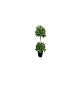 DUBAI GARDEN CENTRE Dubai Garden Centre 2 Head Ficus Panda Outdoor Plant, 250 cm Height, Green  - Image 2