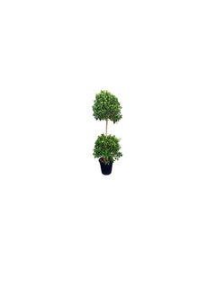 DUBAI GARDEN CENTRE Dubai Garden Centre 2 Head Ficus Panda Outdoor Plant, 250 cm Height, Green  - Image 1