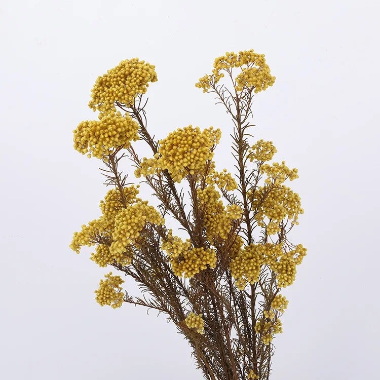 Bluejw Natural Millet Dried Flowers Preserved Rice Flowers - Easter Bouquet Christmas Graduation Decor, Home Shop Ornamentation, Dried Plants Arrangement - Image 5