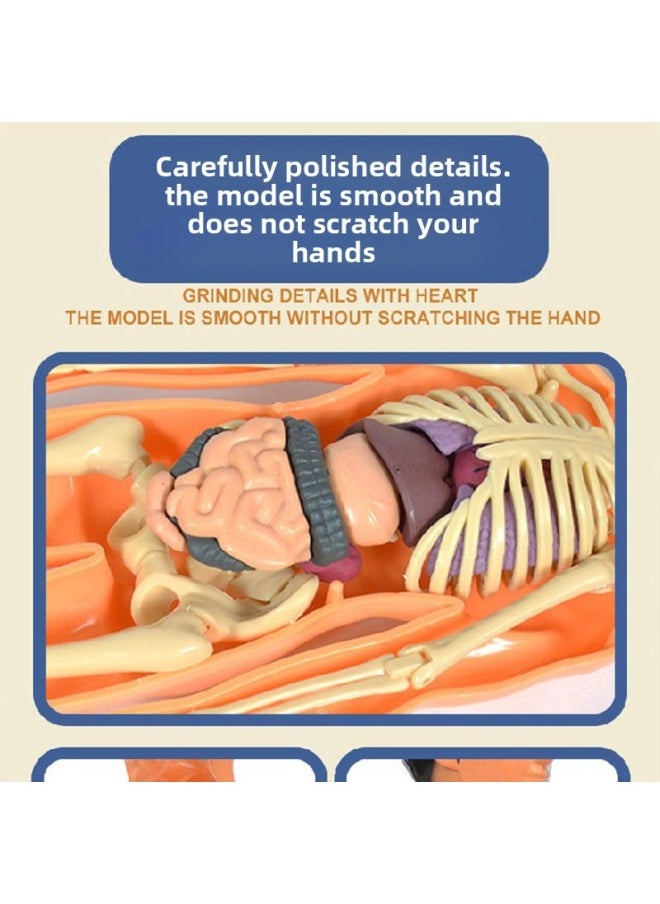 HumAn Skeleton Toy Model ReAl Medicine Assembled Torso Structure Science And EducAtion A6 Drop Shipping Independent StAtion-Color:[29.1 Transparent Old Model] Internal Dirt Removal And Assembly Of The Frame