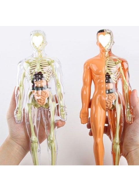 HumAn Skeleton Toy Model ReAl Medicine Assembled Torso Structure Science And EducAtion A6 Drop Shipping Independent StAtion-Color:[29.1 Transparent Old Model] Internal Dirt Removal And Assembly Of The Frame