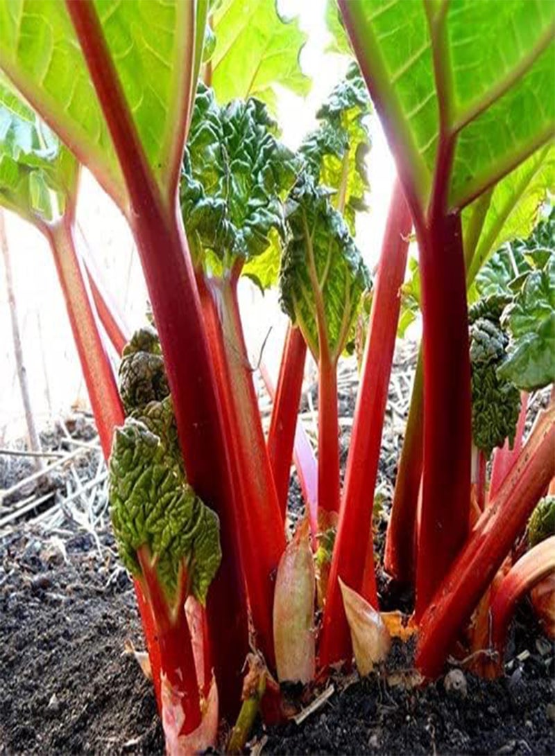 GGOOT - Rhubarb Glaskin's Perpetual - 250 (3.58g's) Fruit Seeds - Image 2
