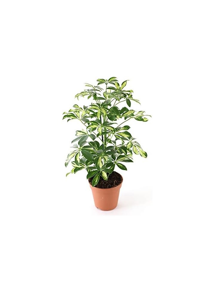 Schefflera arboriecola Shefflera versicolor - Image 1
