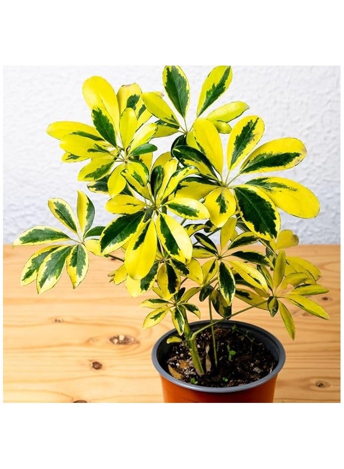 Schefflera arboriecola Shefflera versicolor - Image 2