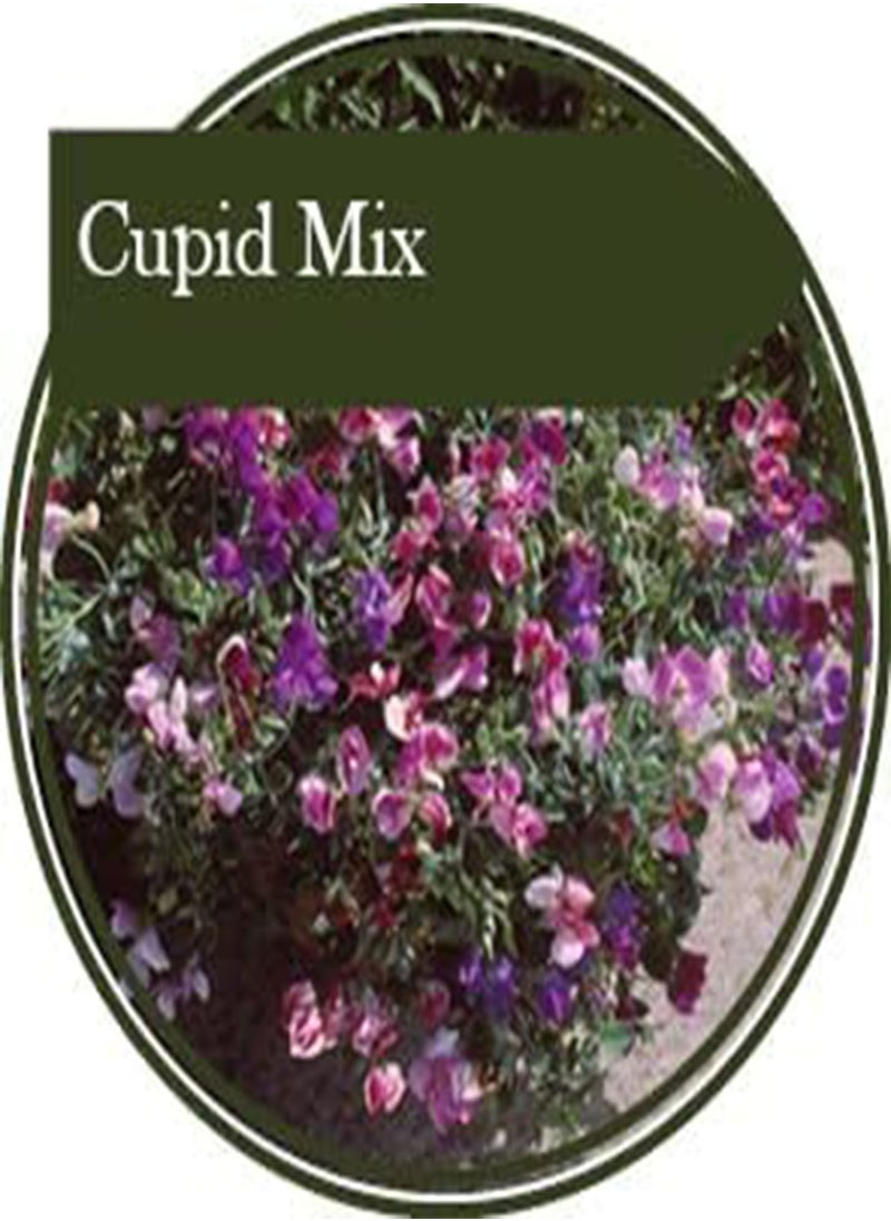 30 Seeds Sweetpea Cupid Mix. Producing Bush Type Seeds s Ideal for Hanging Baskets and tubs. Mix of bi Coloured Flowers. Grows to Height 20 25 cm