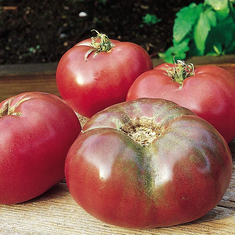 Burpee Cherokee Purple Heirloom  Large Purple Slicing Tomato  Rich Flavor  50 Seeds - Image 1