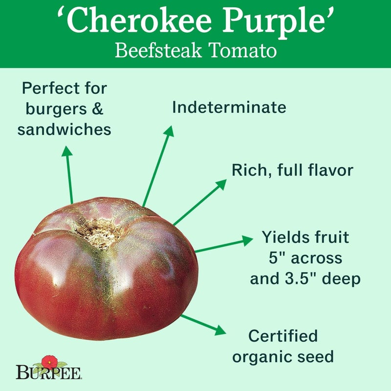 Burpee Cherokee Purple Heirloom  Large Purple Slicing Tomato  Rich Flavor  50 Seeds - Image 2