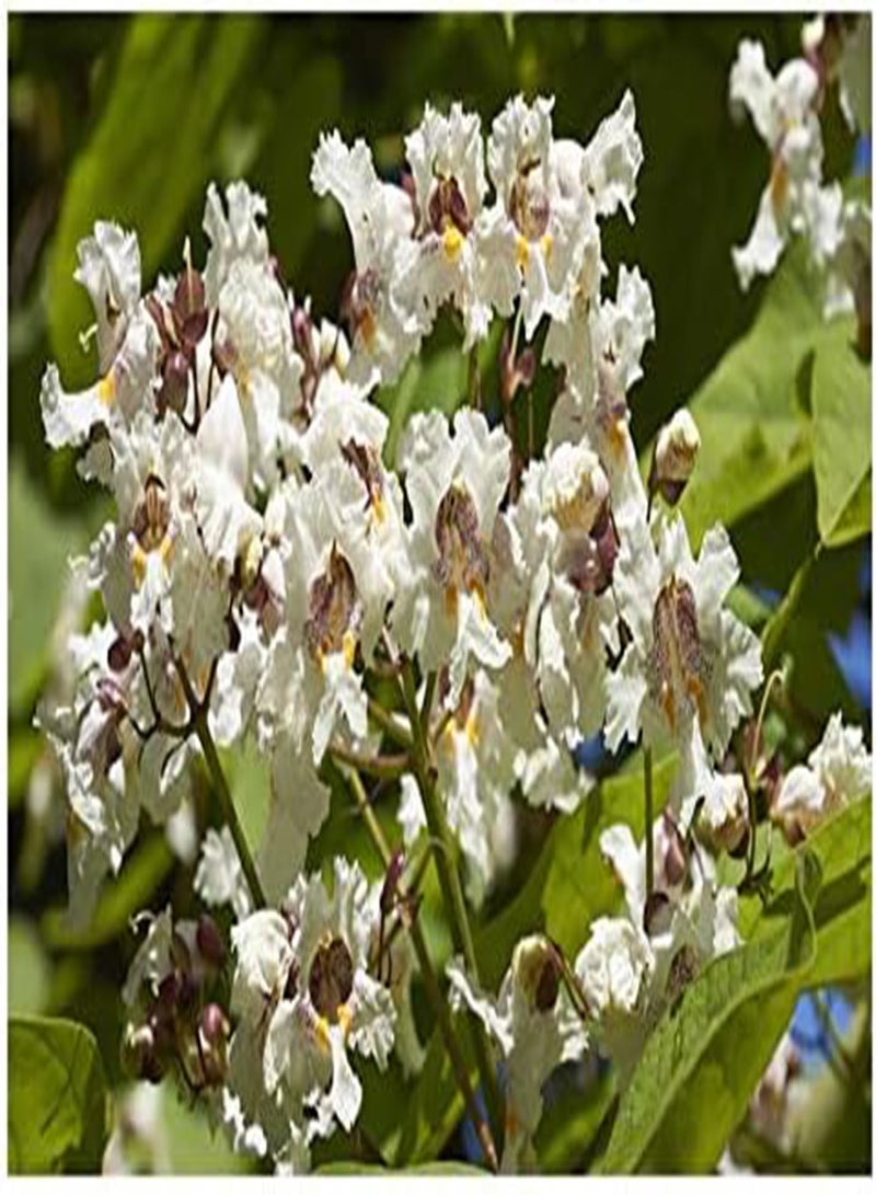 GGOOT seeds Catalpa bignonoides (Indian Bean Tree)   20 Seeds - Image 2