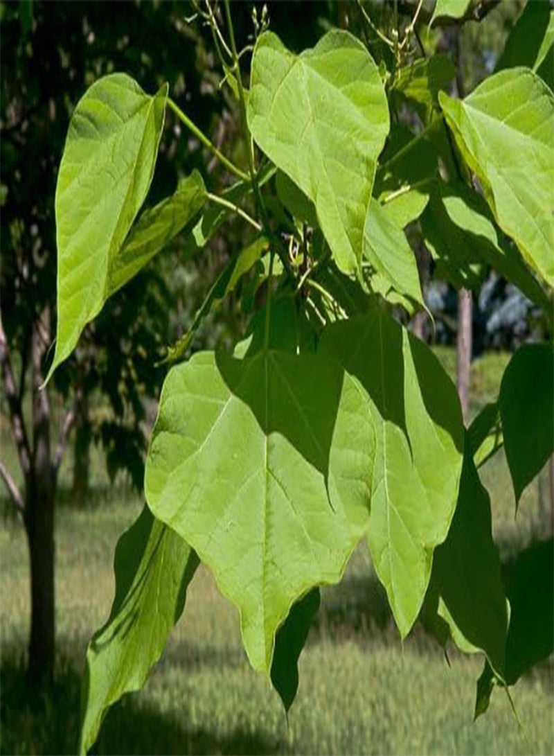 GGOOT seeds Catalpa bignonoides (Indian Bean Tree)   20 Seeds - Image 1