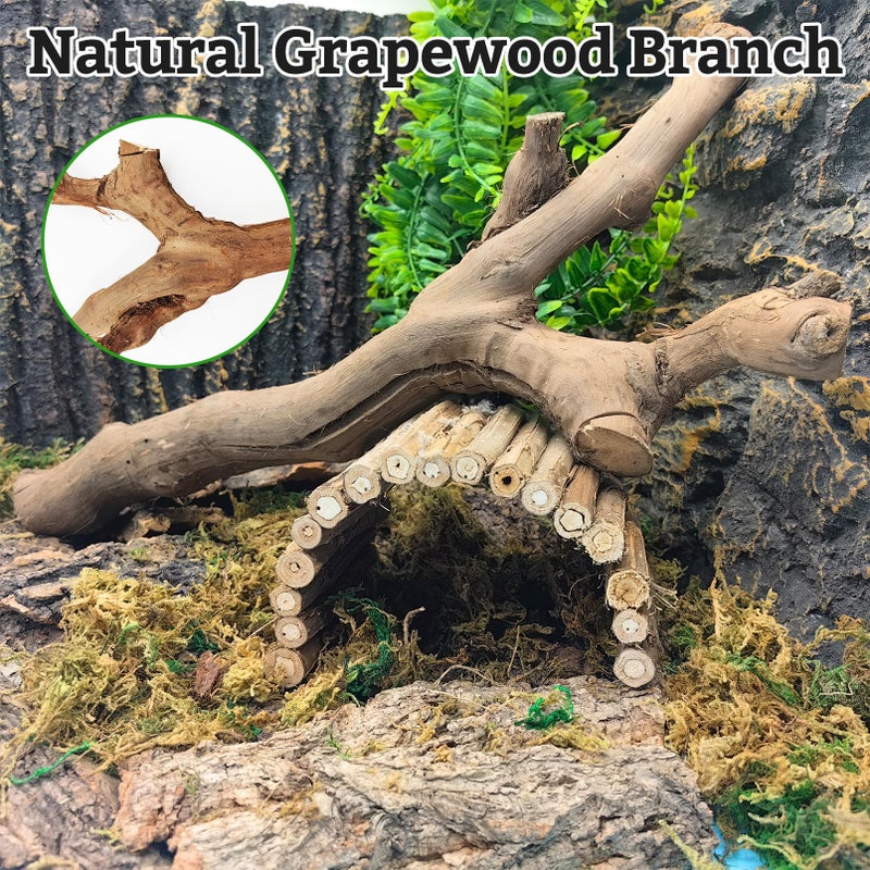 VCEPJH Snake Climbing Branch, 2Pcs Reptile Wood Natural Cork Log Tank Accessories Tree Trunk for Chameleon Bearded Dragon Gecko Snake Frog Spider - Image 4