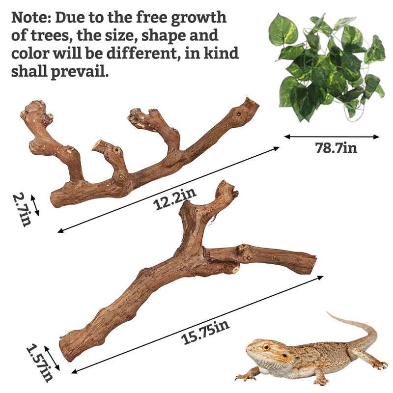 VCEPJH Snake Climbing Branch, 2Pcs Reptile Wood Natural Cork Log Tank Accessories Tree Trunk for Chameleon Bearded Dragon Gecko Snake Frog Spider - Image 2