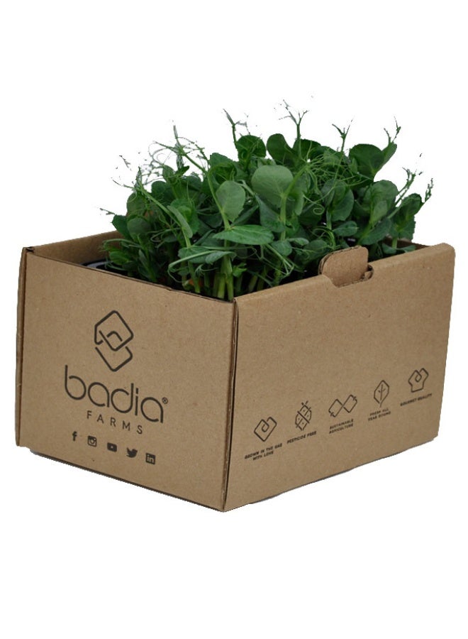 Pea Shoots, 15 to 20g - Sweet & crisp, UAE